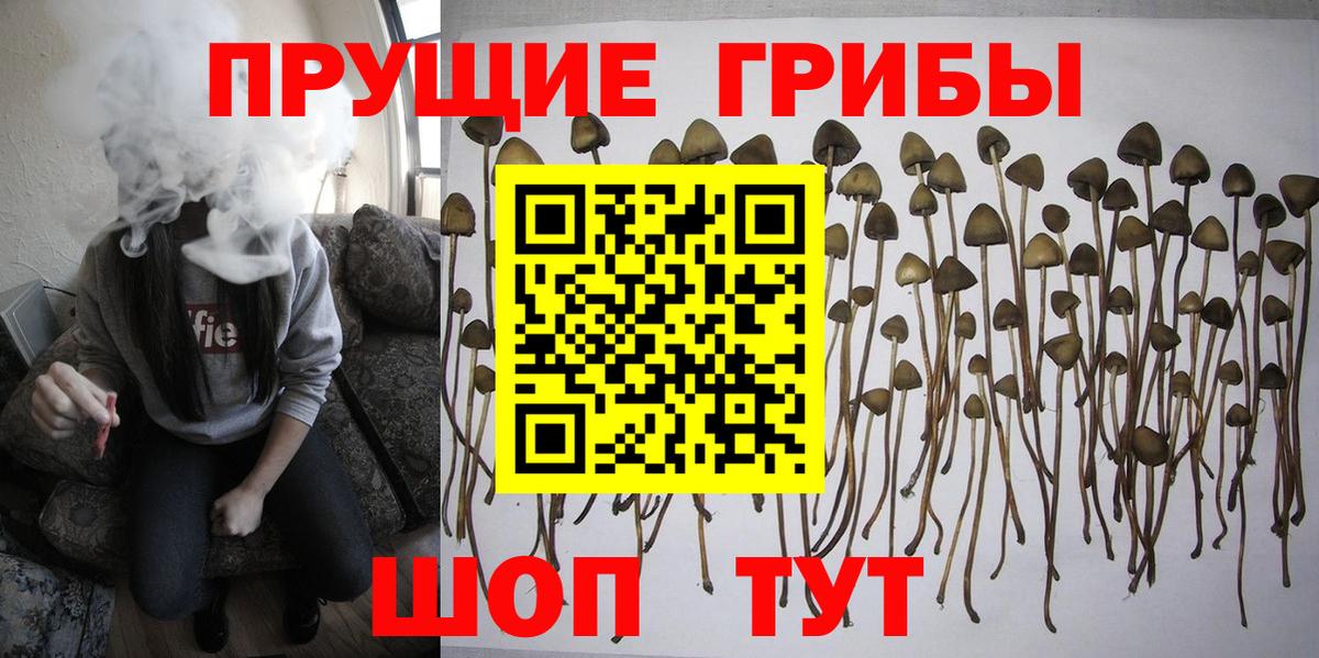 Псилоцибиновые грибы Cubensis Ртищево